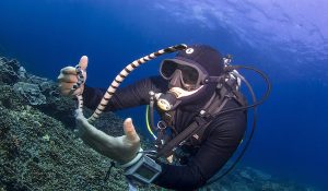 touching maring life underwater