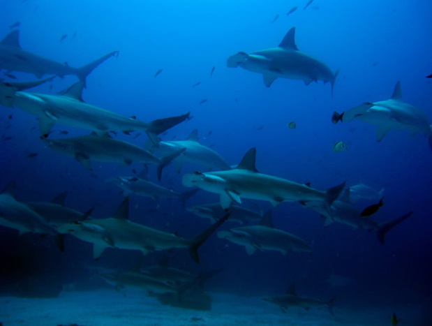 dive trip to galapagos