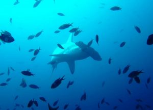 hammerhead shark galapagos