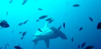 hammerhead shark galapagos