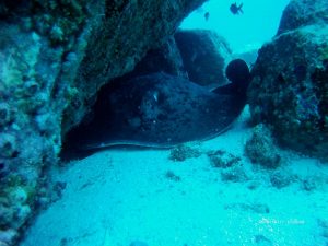 16 Hawksbill Dive Center Seychelles