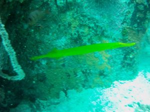 18 Hawksbill Dive Center Seychelles