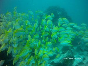 20 Hawksbill Dive Center Seychelles