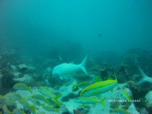 21 Hawksbill Dive Center Seychelles