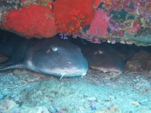 4 sharks tioman island