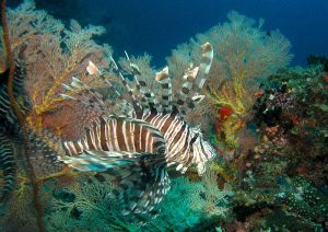 5 lionfish in coral