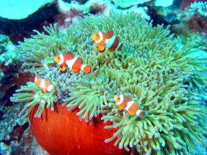 6 Blue star dive and resort