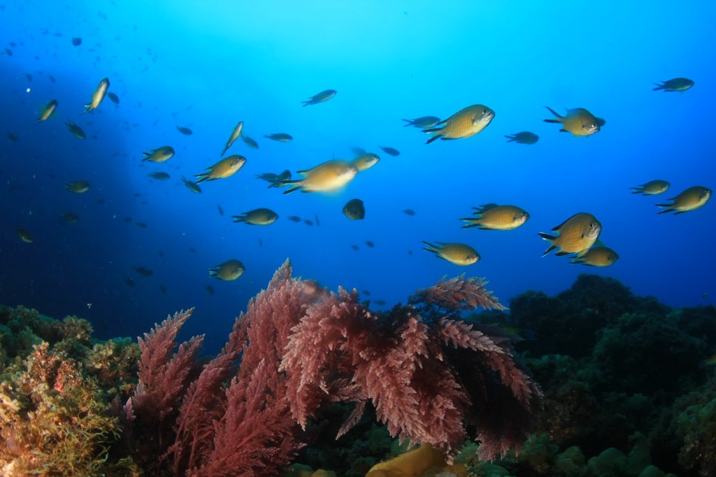 AZORES DAMSEL SHOAL ON ALGAE REEF | RUSHKULT