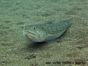 Atlantic lizardfish