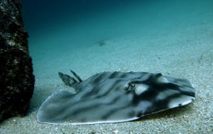 Banded Guitarfish