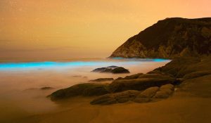 Bioluminescent Algae