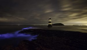 Bioluminescent waves