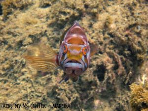 Blacktip grouper