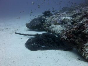 Blotched fantail ray