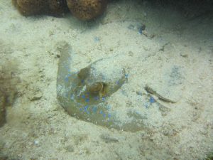 Bluespotted Stingray hiding under the sand