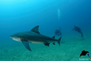 Bull Shark cabo san lucas