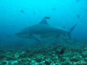 Bull shark at Bats Island