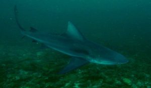 Bull shark costa rica