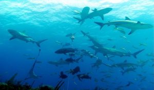 Caribbean Reef Shark