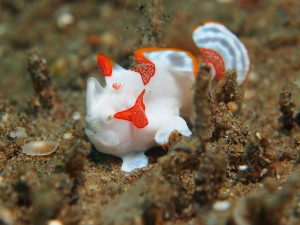 Clown angler fish