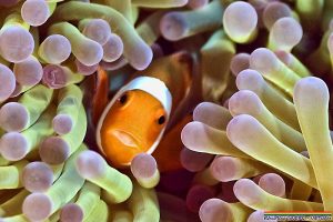 Clownfish