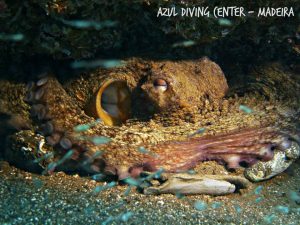 Common Atlantic octopus