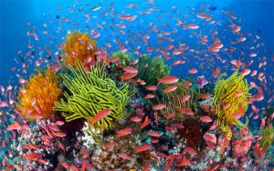 Coral with Fish