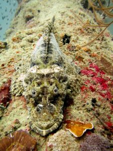 Crocodilefish