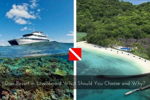 Dive Resort or Liveaboard