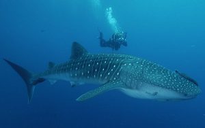 Diver With Whale Shark