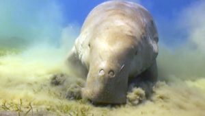 Dugong