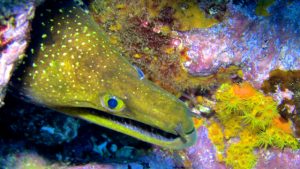 FANGTOOTH MORAY EEL