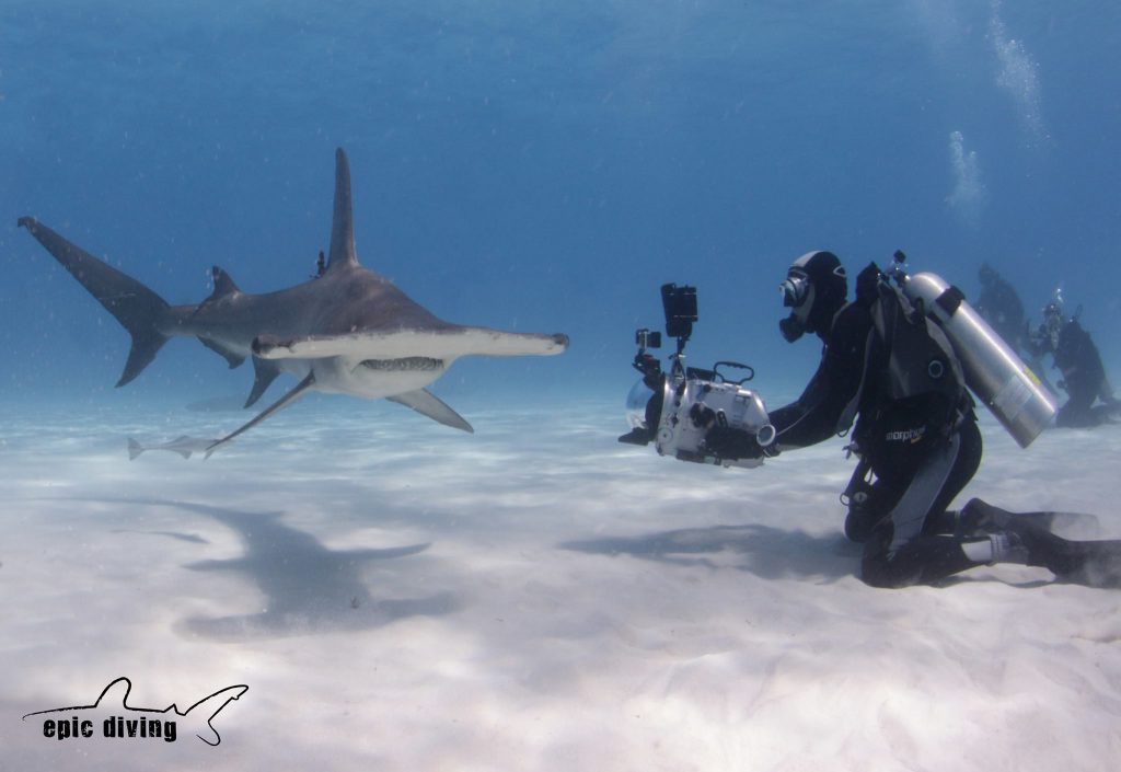 filming-great-hammerheads-rushkult