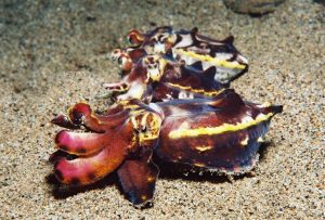 Flamboyant cuttle fish