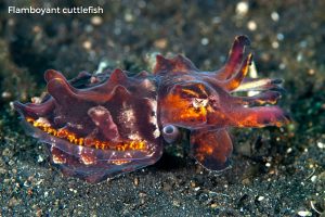 Flamboyant cuttlefish