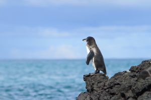 Galapagos Penguin