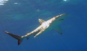 Galapagos shark