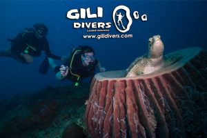 Gili Divers 12