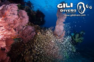 Gili Divers 4