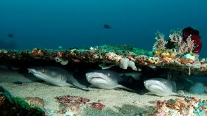 Gili Tepekong white tip reef shark