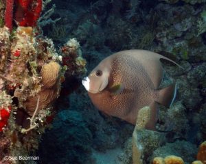 Gray Angel Fish