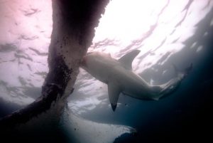 Great White eating