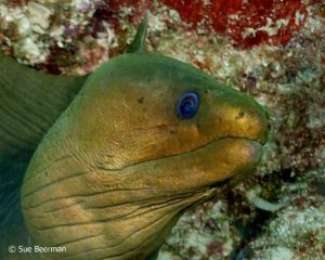 Green Moray Eel