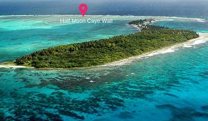 Half Moon Caye Wall