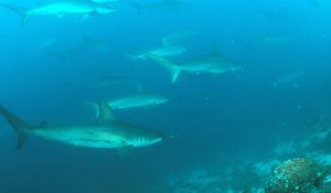 Hammerhead shark dive galapagos