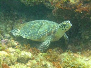 Hawksbill Turtle 2