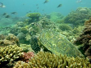 Hawksbill Turtle