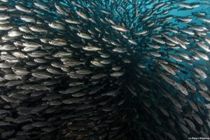 Huge school of fish   Galapagos