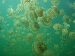 Jelly Fish Lake Palau