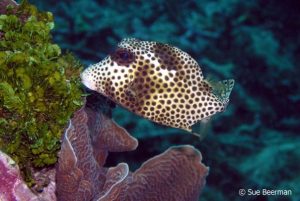 Juvenile Smooth Trunk Fish